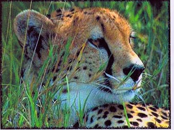 salut  sa c le guepard