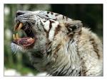 tigre