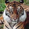 tigre
