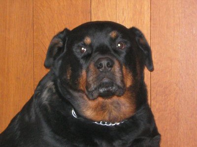 mon  gentille chien