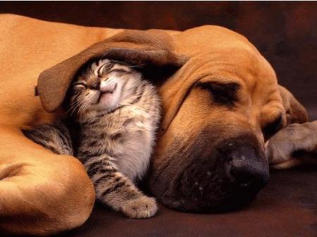 mon chien medor et le titou mon chaton tt les deux bebe lol
